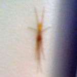 Longjawed Orbweaver (Tetragnathidae); Unk. Loc., Texas