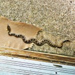 Western Diamond-backed Rattlesnake (Viperidae: Crotalus atrox); Round Rock Texas--01.21.10