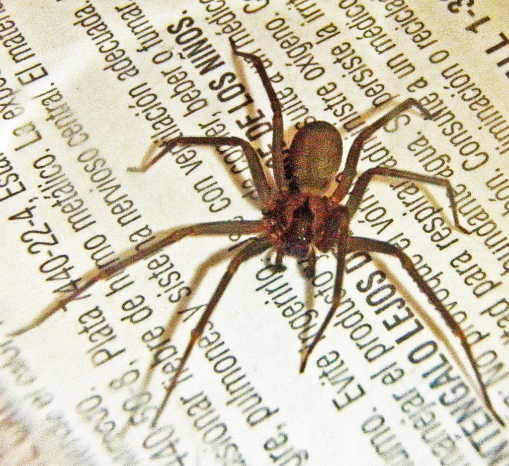 A Brown Recluse Spider In Collin County Texas Bugs In The News