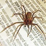 Brown Recluse Spider (Sicariidae: Loxosceles reclusa); Anna, Texas--01.18.10