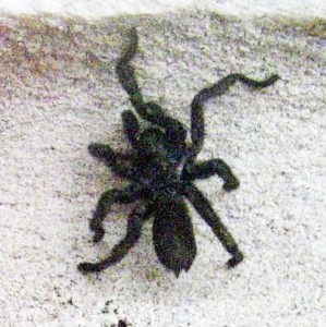 Mygalomorphae Cyrtaucheniidae 021210 q005uq Adette Bastrop 1025x1025