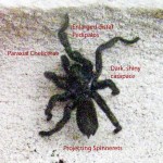 Trapdoor Spider (Mygalomorphae: Cyrtaucheniidae); Bastrop, Texas--02.12.10