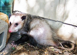 Virginia Opossum, Temple, Texas; 9 March 2010