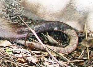 Virginia Opossum, Temple, TX, 9 March 2001: prehensile tail