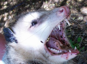 Virginia Opossum, Temple TX, 9 March 2010: Mouth Agape showing Dentition