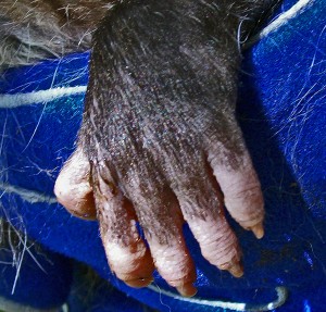 Virginia Opossum, Temple, Texas; Front Foot Dorsal View