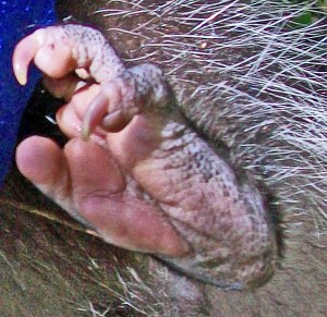 Virginia Opossum, 9 March 2010,Temple TX: Rear Foot Ventral View