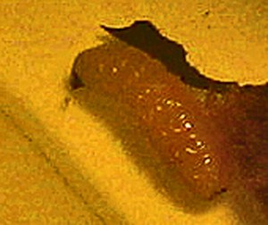 Another Maggot after emerging from a different Puss Caterpillar cadaver Another Maggot from a different Puss Caterpillar cadaver
