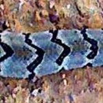 Canebrake Rattlesnake Tim C Elgin TX 102408 midbody