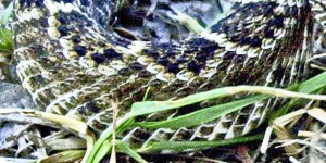 western diamondbacked rattlesnake 2