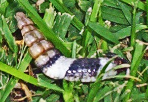 western diamondbacked rattlesnake tail with rattles
