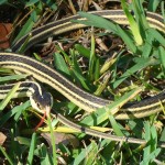 Western Ribbon Snake (Colubridae: Thamnophis proximus); Santa Fe TX--12.22.09 Western Ribbon snake (Thamnophis proximus proximus), Tammy D Santa Fe TX 122209 Body