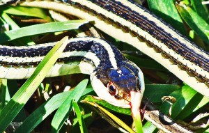 DSC01154 Western Ribbon Tammy D Santa Fe TX 122209 Right Frontal Head and Body Western Ribbon Snake (Thamnophis proximus proximus); Tammy D Santa Fe TX 122209 Right Frontal Head and Body