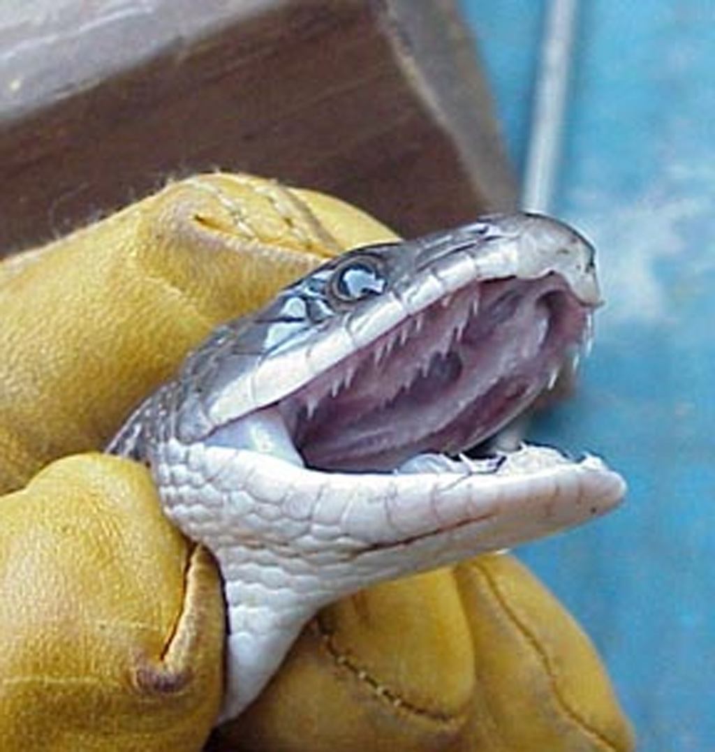 snake opening mouth