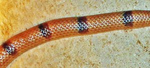 Great Plains ground snake