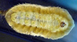 Healthy Puss Caterpillar Ventral Surface