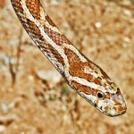 Corn Snake (Colubridae: Elaphe guttata guttata); Sweetwater, Texas--03.12.10 Corn Snake