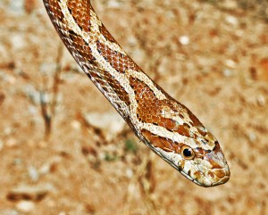 Colubridae: Elaphe guttata emoryi, Great Plains Rat Snake, Sweetwater TX --- 03-12-2010 Corn Snake