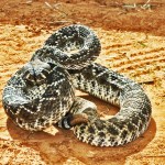 Western Diamond-backed Rattlesnake (Viperidae: Crotalus atrox); Sweetwater, Texas--03.12.10 The Last Rattlesnake