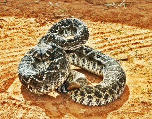 IMG_2478 The Last Rattlesnake The Sweetwater 2010 Annual Rattlesnake Roundup
