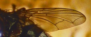 IMG_5694 Tachinid Fly Wing Tachinid Fly Wing Venation