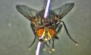 IMG_5713 Tachinid Fly anterior Tachinid Fly anterior