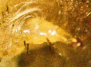 Infected Puss Caterpillar Proleg details