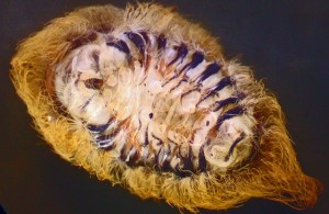Infected Puss Caterpillar Ventral Surface