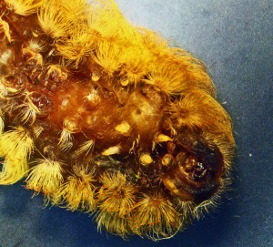 Infected Puss Caterpillar legs and prolegs
