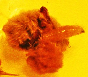 Maggot emerging from Puss Caterpillar cadaver Maggot emerging from Puss Caterpillar cada