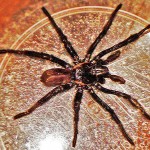 Trapdoor Spider (Mygalomorph: Cyrtaucheniidae); Kempner, Texas--11.12.08 Mygalomorph Spider: Marvin W., Kempner, TX--11.12.08: dorsal body