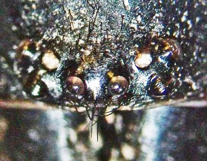 Mygalomorph Marvin W Kempner TX 111208 eyes dorsal view Mygalomorph Spider: Marvin W., Kempner, TX--11.12.08: eyes, dorsal view