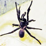 Trapdoor Spider (Mygalomorph: Cyrtaucheniidae), Santa Fe, Texas--03.19.10 Mygalomorph, Joy R 031910, laterodorsal body
