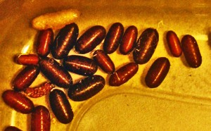 Parasitoid fly maggots and puparia Parasitoid fly maggots and puparia