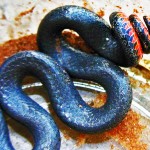 Prairie Ring necked snake (Diadophis punctatus); Curtis R Sweetwater TX 072808 Dorsal body and tail Prairie Ring necked snake Curtis R Sweetwater TX 072808 Dorsal body and tail