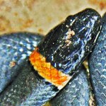Prairie Ring necked snake Curtis R Sweetwater TX 072808 dorsal head