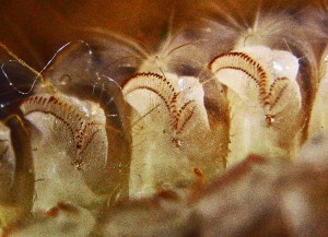Puss Caterpillar abdominal prolegs loseup