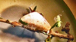 Puss Caterpillar Pupa on Yaupon Twig Puss Caterpillar Pupa on Yaupon Twig