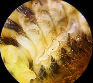 Puss Caterpillar abdominal and anal proleg detail