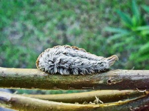Puss Caterpillar on Twig