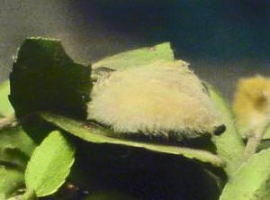Puss Caterpillar on Yaupon Leaf