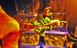 Puss Caterpillars on Yaupon Twig Puss Caterpillars on Yaupon Twig