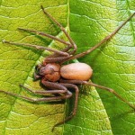 Brown Recluse Spider (Araneomorphae: Sicariidae, Loxosceles reclusa); Lake Travis, Texas--12.09.08 Araneomorphae: Sicariidae, Loxosceles reclusa, Lake Travis TX 120908