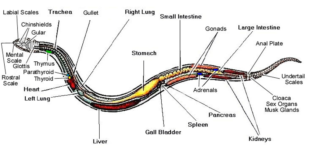earthworm dissection diagram. Snake Anatomy Diagram