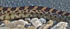 Sonoran gopher snake