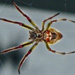Southern Orbweaver (Eriophora ravilla); Houston, Texas--03.27.10 Southern Orbweaver Eriophora ravilla 032710 Andrea G