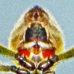 Southern Orbweaver (Eriophora ravilla). ventral abdomen 032710 Andrea G. Southern Orbweaver (Eriophora ravilla), ventral abdomen 032710 Andrea G.