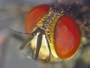 Tachinid Fly dorsofrontal head Tachinid Fly dorsofrontal head