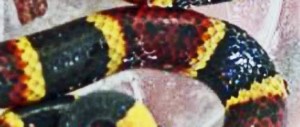 Texas coral snake