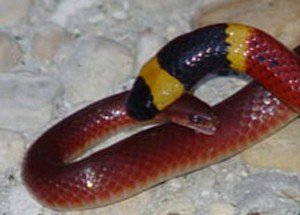Texas Coral Snake killing a rough earth snake Texas coral snake killing rough earth snake